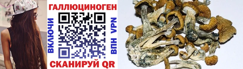 Псилоцибиновые грибы GOLDEN TEACHER  цены наркотик  Южно-Сухокумск 